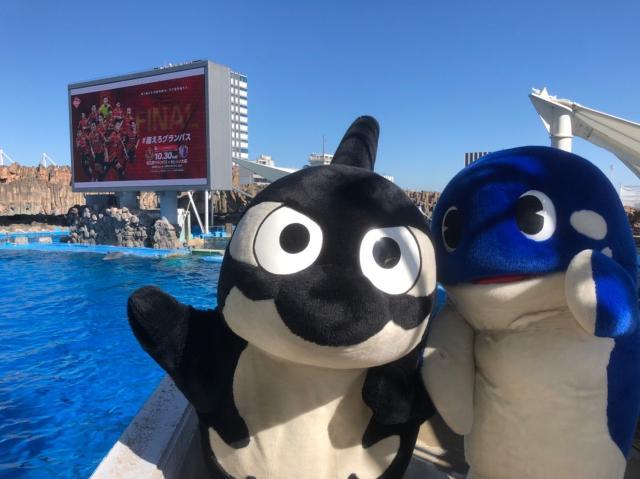 星空体育官网-足球从娃娃抓起!围观隔壁国家小朋友们的足球周末